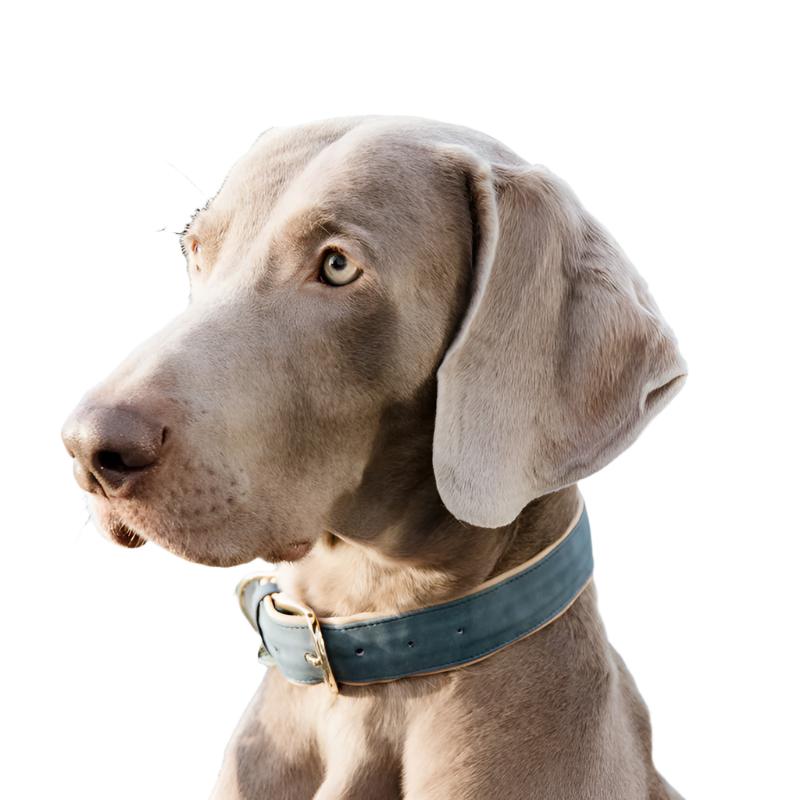 Kentucky Dogwear - kettingen voor fluwelen bleu ciel honden