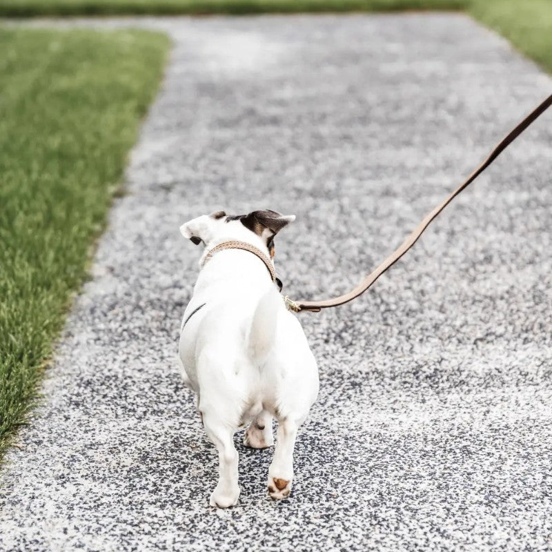 Kentucky Dogwear - Laisse pour chien nylon tressé Plaited Nylon 120 cm beige