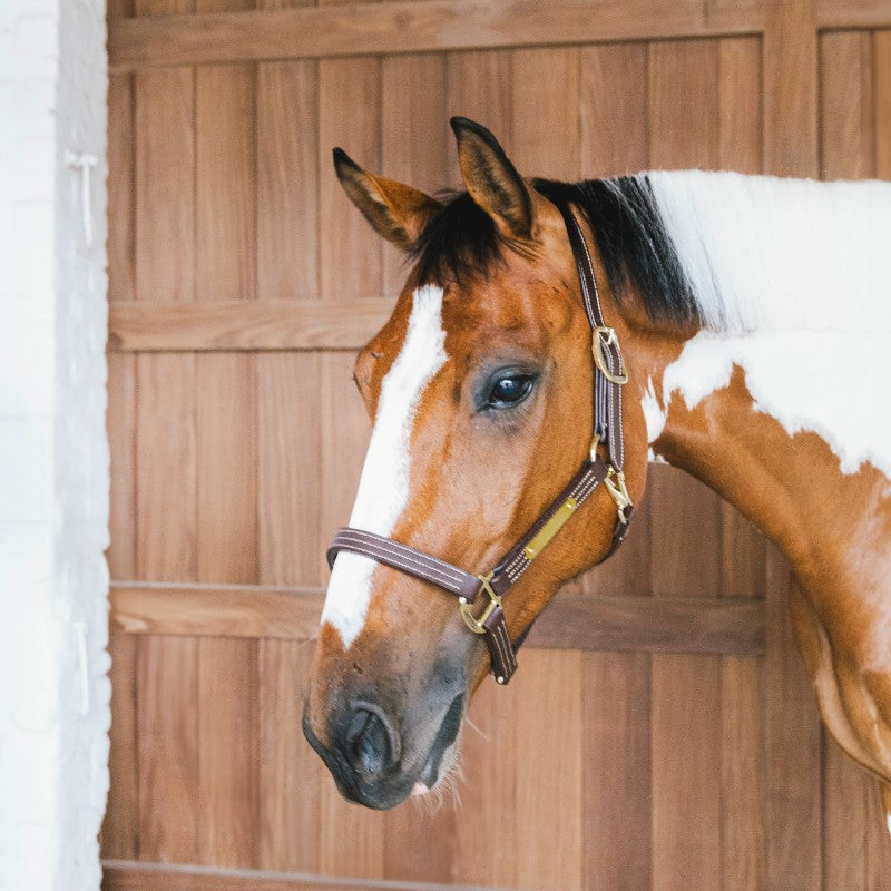 Kentucky Horsewear - Licol en cuir Wellington brun