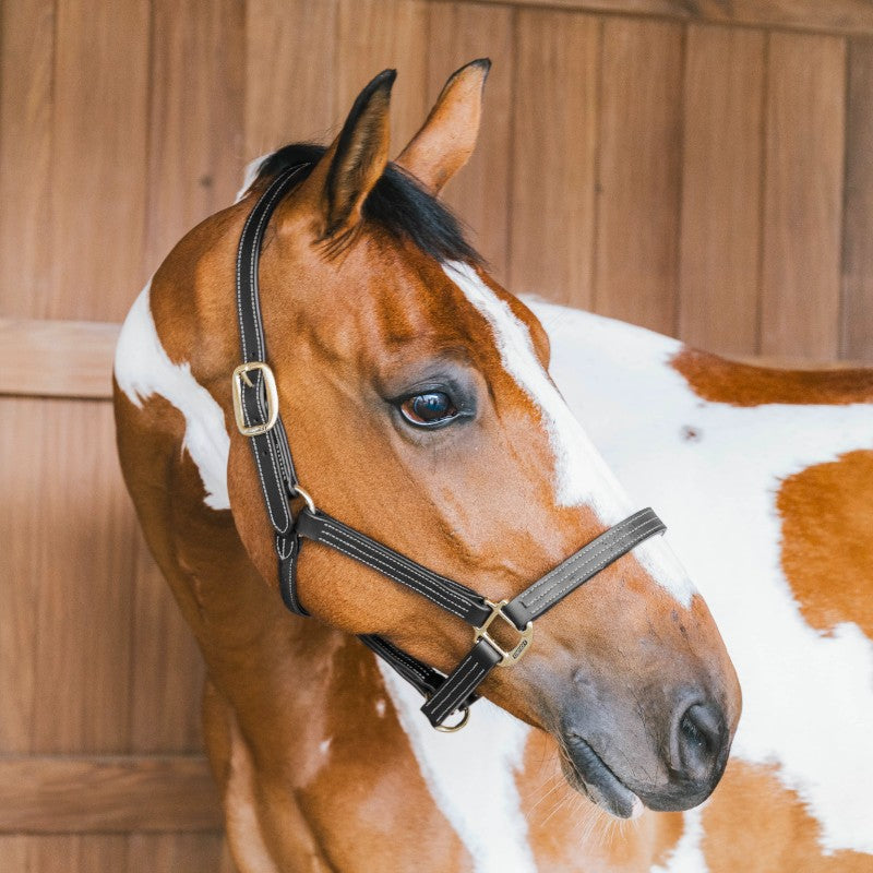Kentucky Horsewear - Licol en cuir Wellington noir