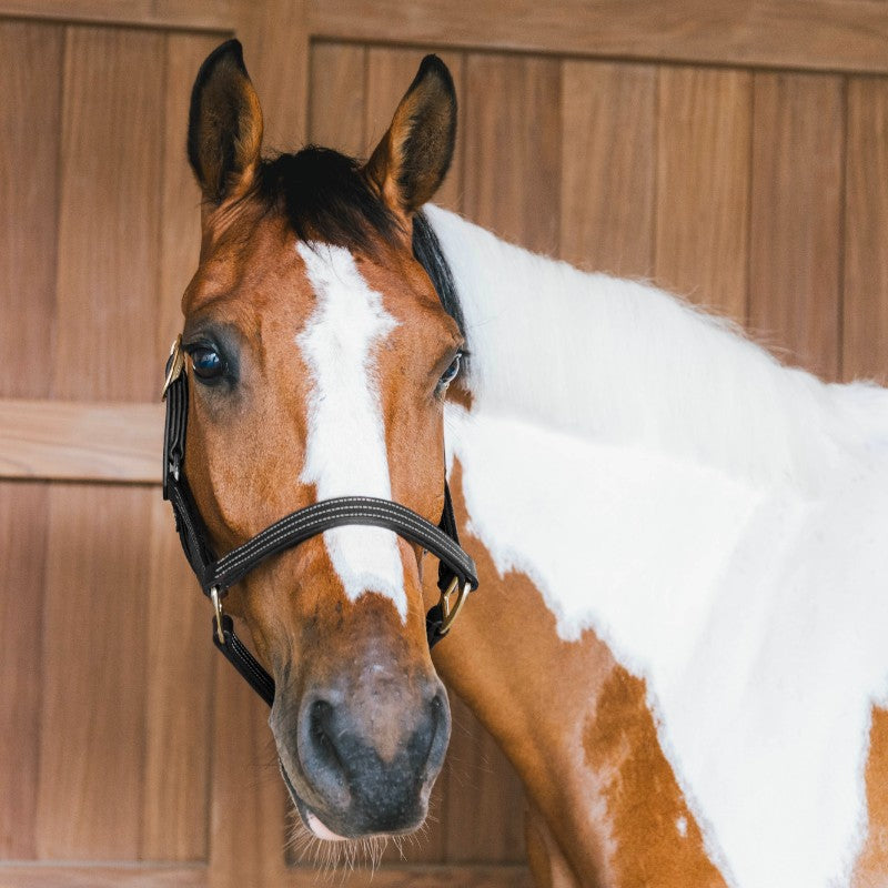 Kentucky Horsewear - Licol en cuir Wellington noir