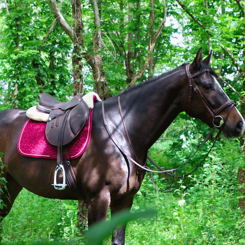 Kentucky Horsewear - Tapis de selle Velvet jumping Fuchsia | - Ohlala