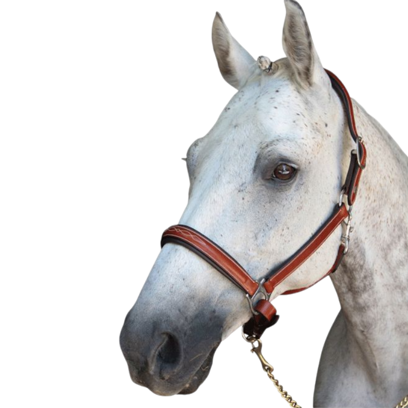 Lexington - Denver horse presentation halter 