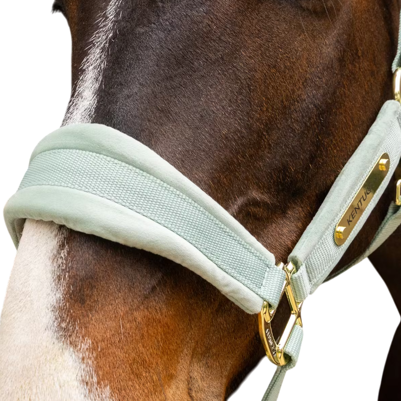 Kentucky Horsewear - Licol Velvet mint