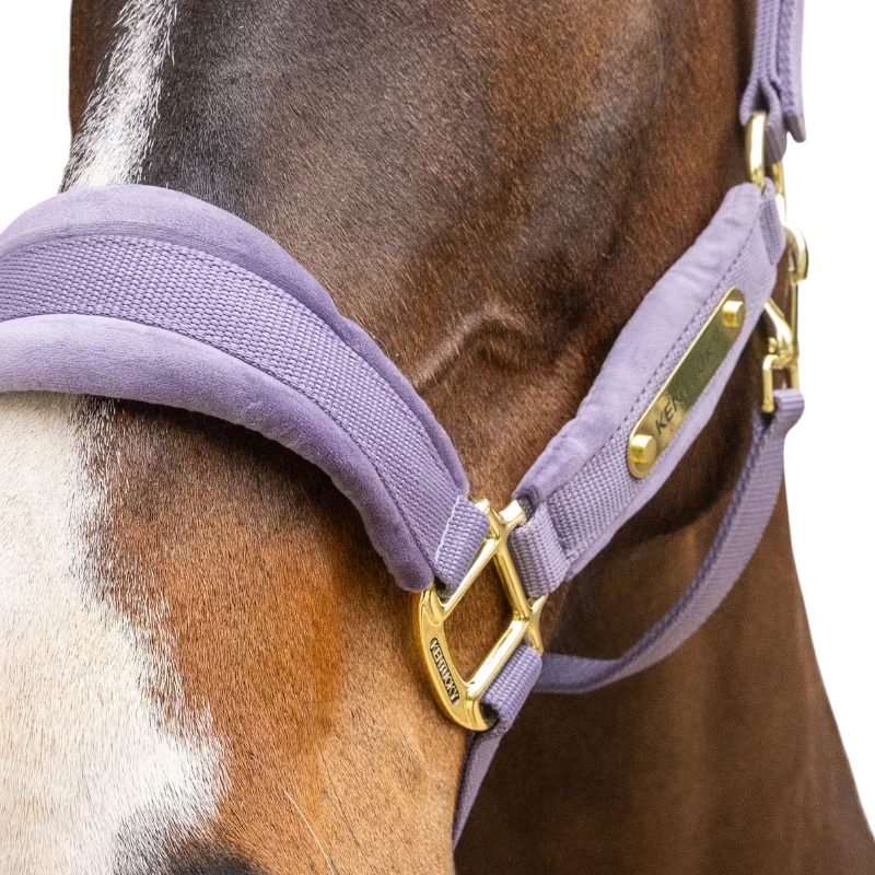 Kentucky Horsewear - Licol Velvet violet