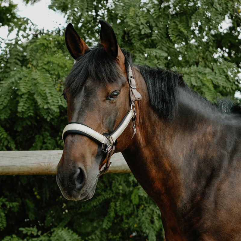 Equithème - Licol en nylon Glowy gris clair/ gris clair