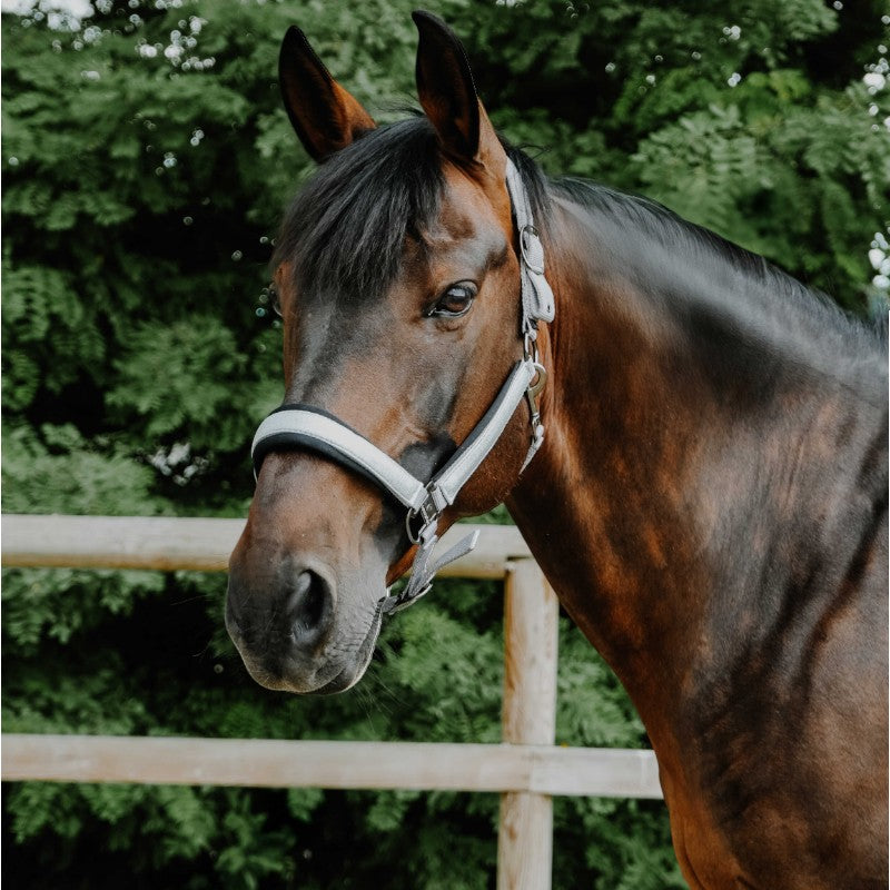 Equithème - Licol en nylon Glowy gris clair/ gris clair