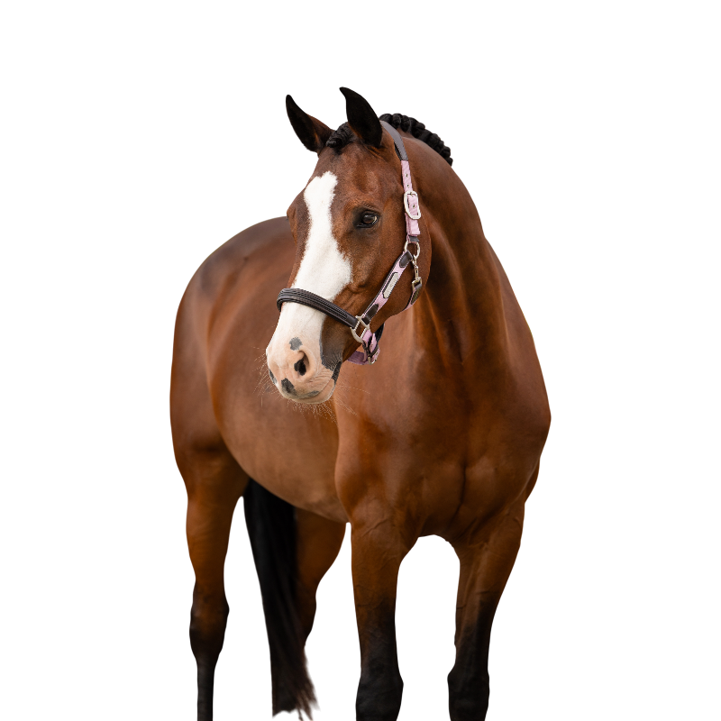 LeMieux - Licol pour chevaux Capella fondant | - Ohlala