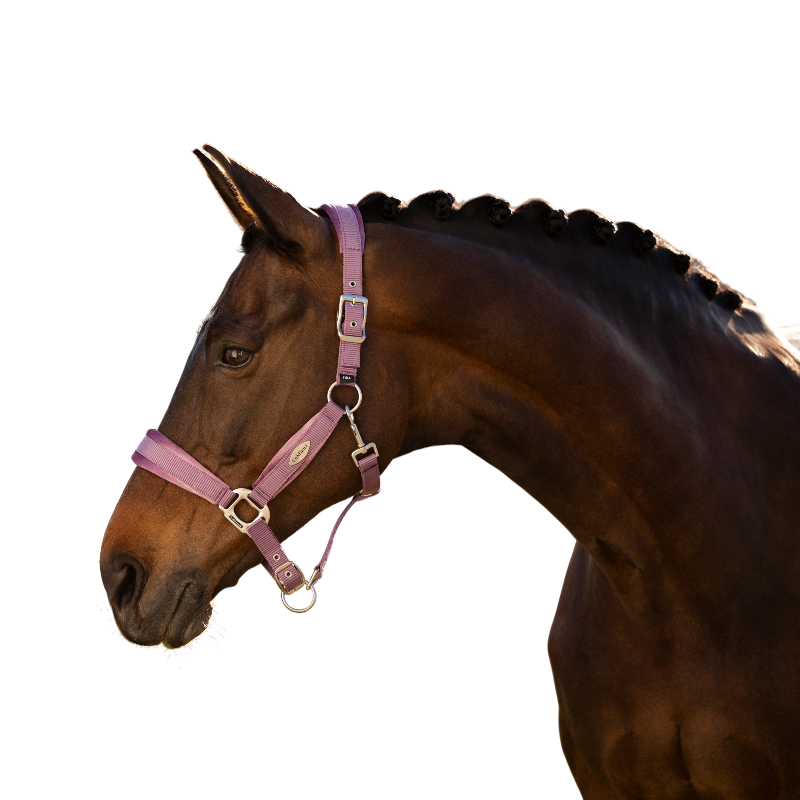 LeMieux - Licol pour chevaux Versailles mallow | - Ohlala