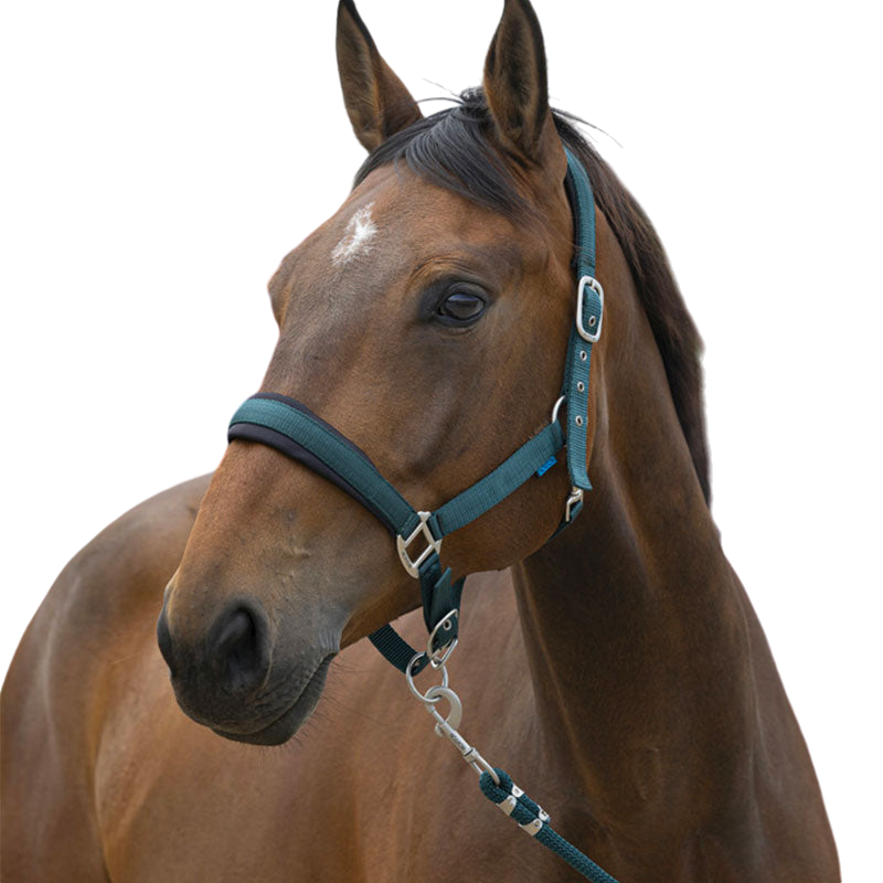 Norton - Large dark green halter and lead rope