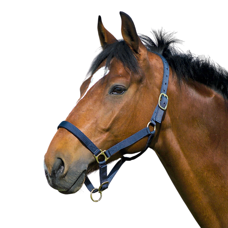 Norton - Navy nylon lined leather halter