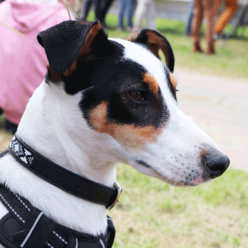 Pénélope Store - Collier pour chien Pearls Noir/ Blanc | - Ohlala