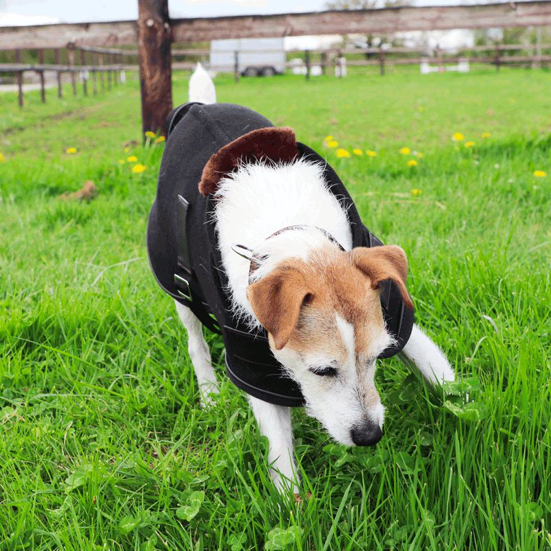 Diego & Louna - Couverture pour chien polaire Teddy noir | - Ohlala