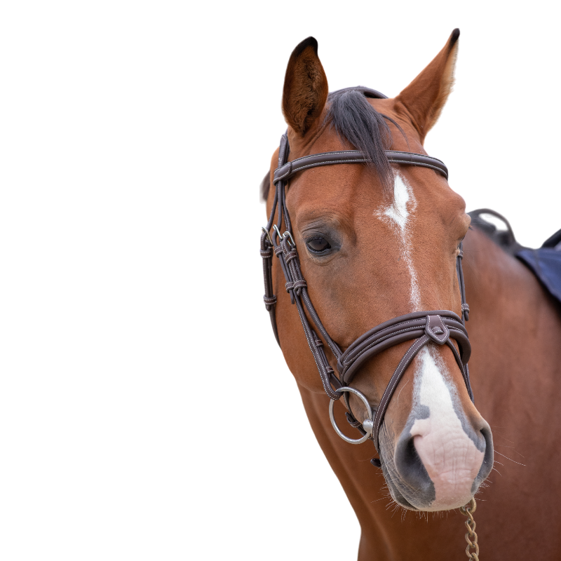 Pénélope store - Havana Elegance bridle