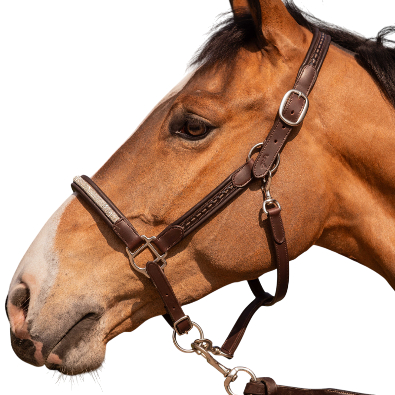 Pénélope - Harmony bridle Havana 