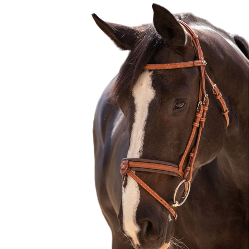 Pénélope store - Cognac Elegance bridle