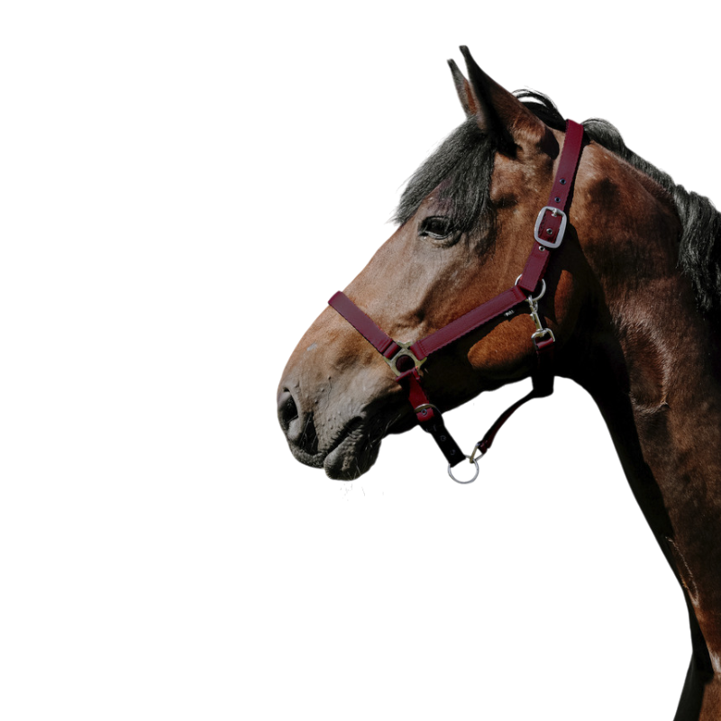 Riding World - Licol Nylon Cushion bordeaux