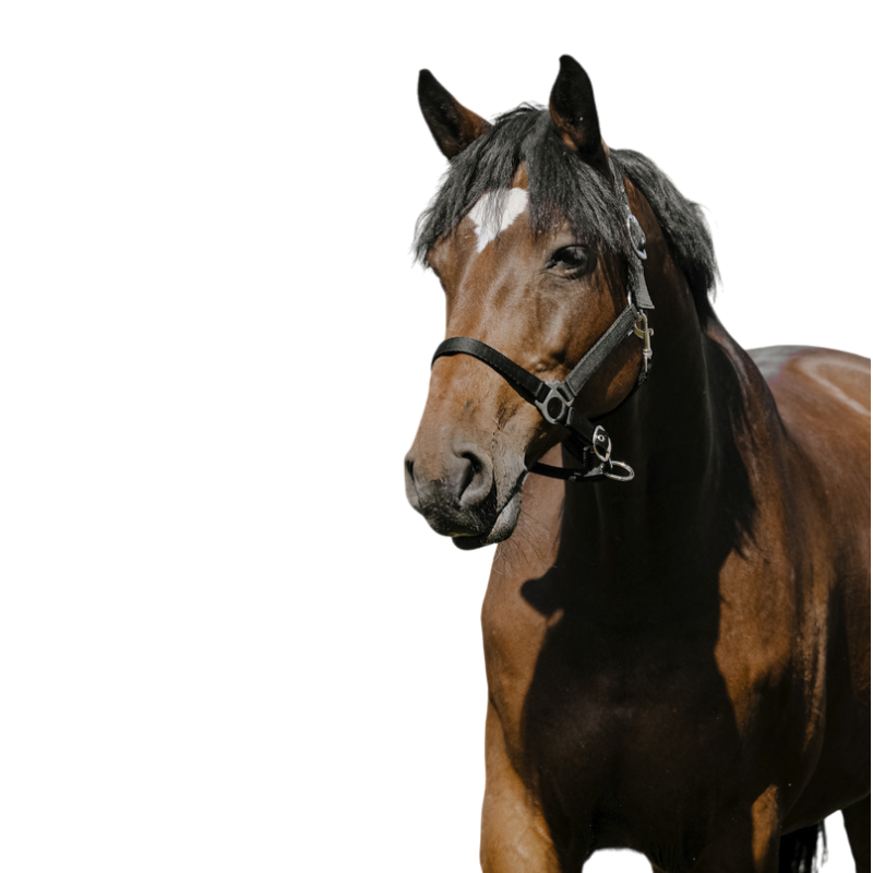 Riding World - Black Nylon Cushion Halter 