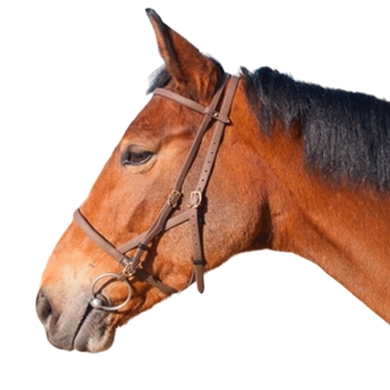 TdeT - Dark brown biotack bridle/halter