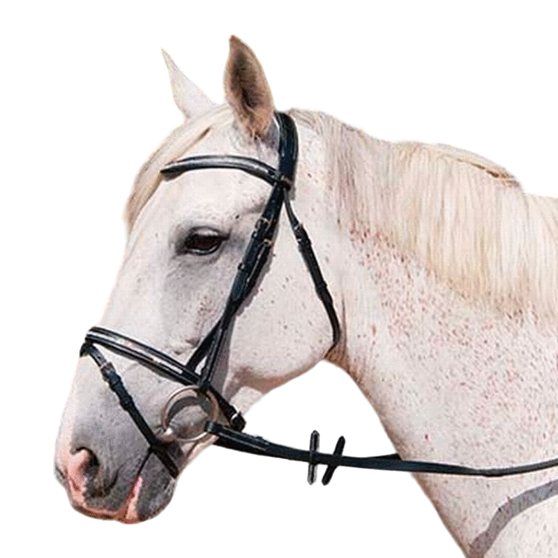 TdeT - Black Pissarot bridle and reins