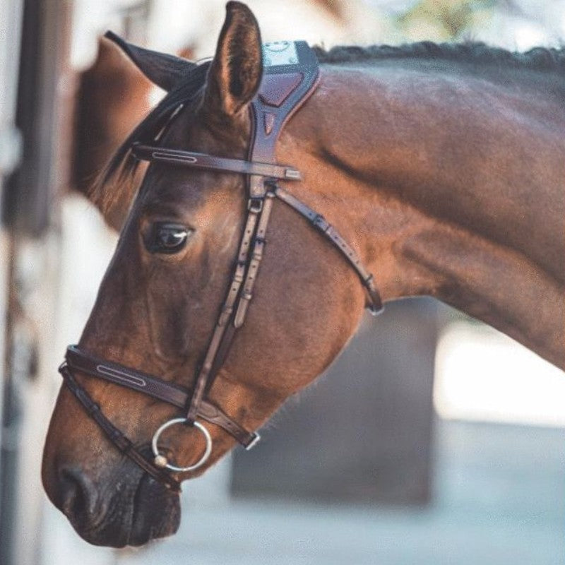 TdeT - Dark Havana Chagall Bridle