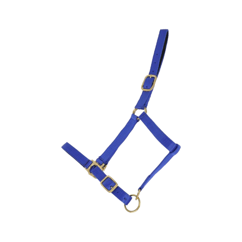 TdeT - Synthetic halter lined with royal blue suede