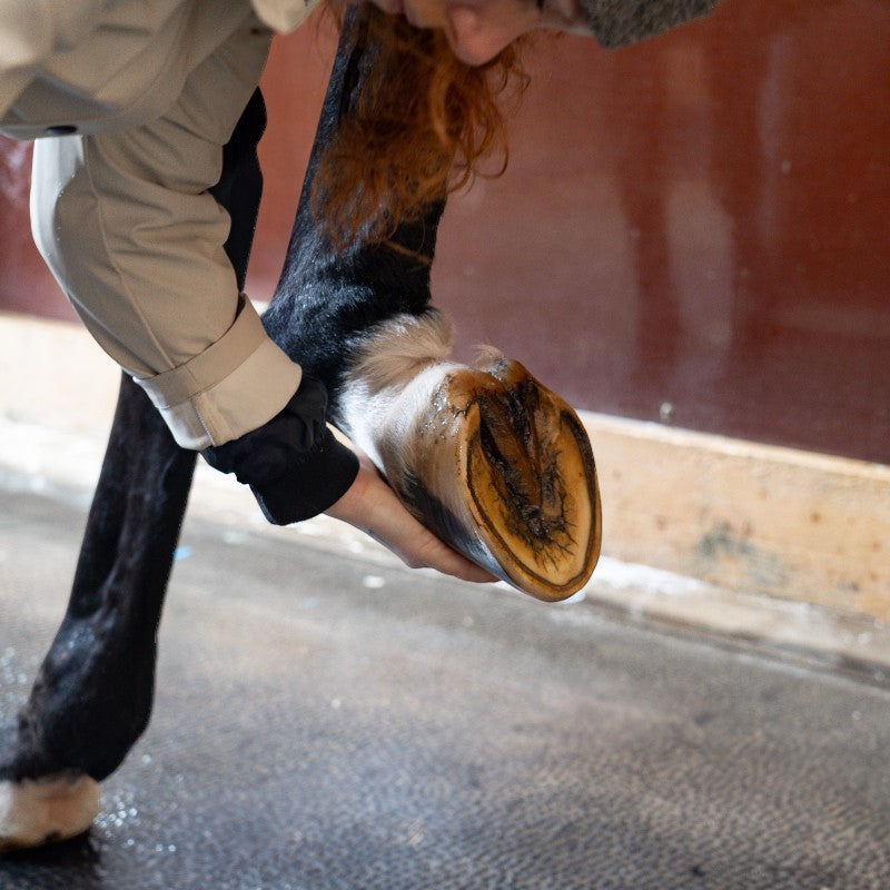 Alodis Care - Oil for hoof shock hoofs