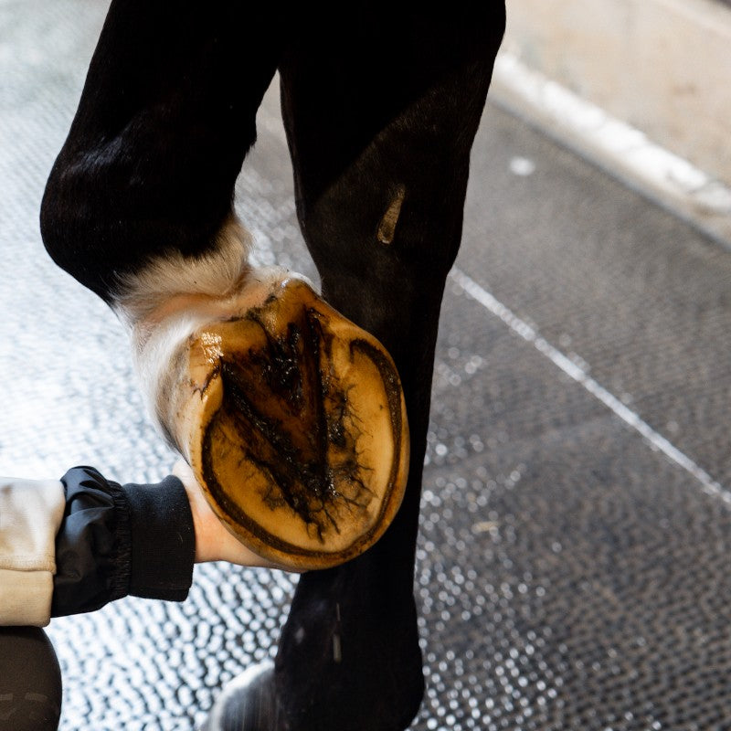 Alodis Care - Oil for hoof shock hoofs