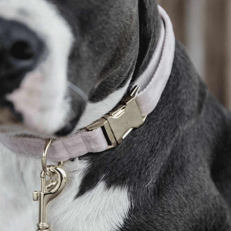 Kentucky Dogwear - Colliers pour chiens Velvet rose tendre | - Ohlala