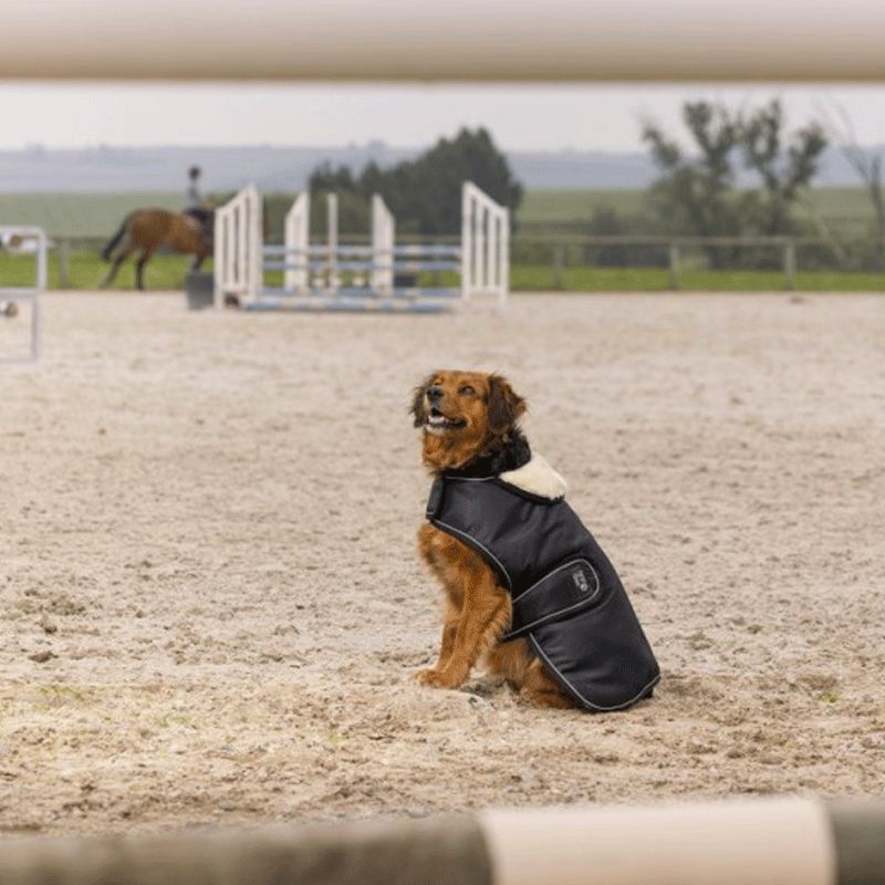 Diego & Louna - Couverture pour chien nylon noir | - Ohlala