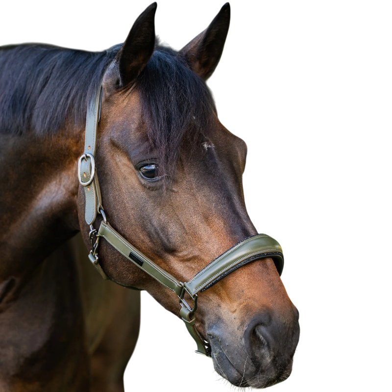 Equestrian Stockholm - Licol en cuir Glimmer striking valley | - Ohlala