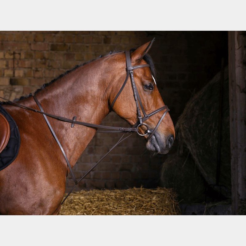 Riding World - Martingale fixe havane | - Ohlala