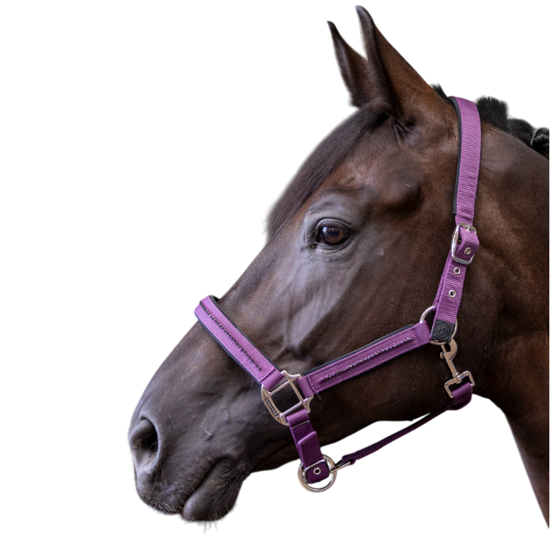 Harcour - Love halter and lead rope fig 
