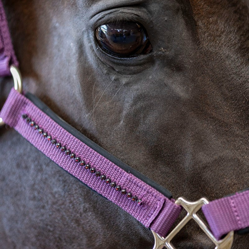 Harcour - Love halter and lead rope fig 