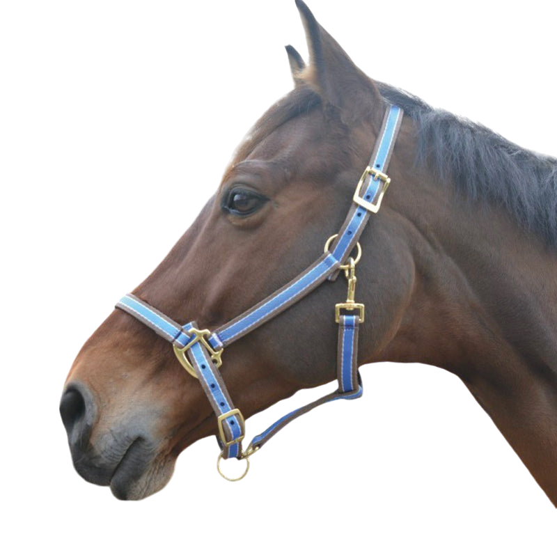 Equithème - Bright blue Polyfun halter