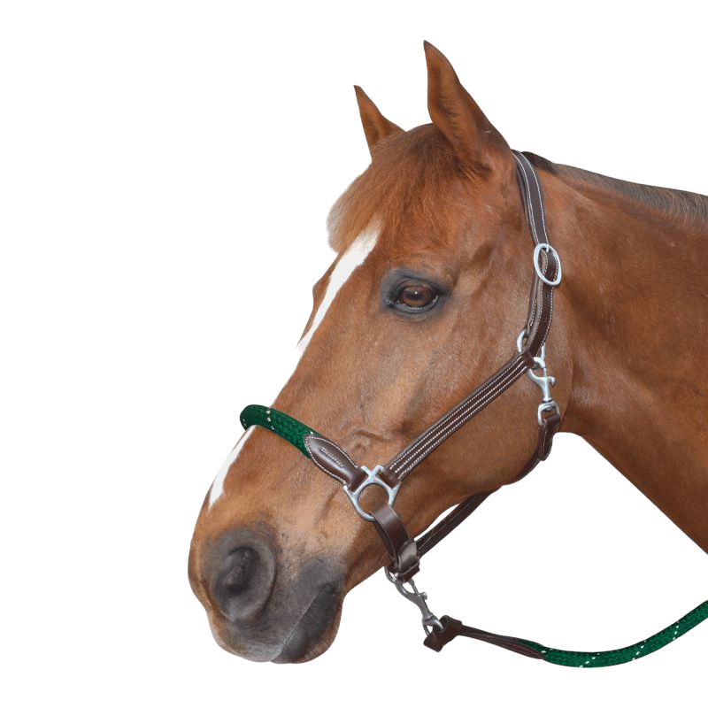 Canter - Licol cheval corde marron/vert boucles blanche | - Ohlala