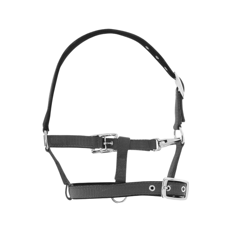 Norton - Breathable foal halter dark gray