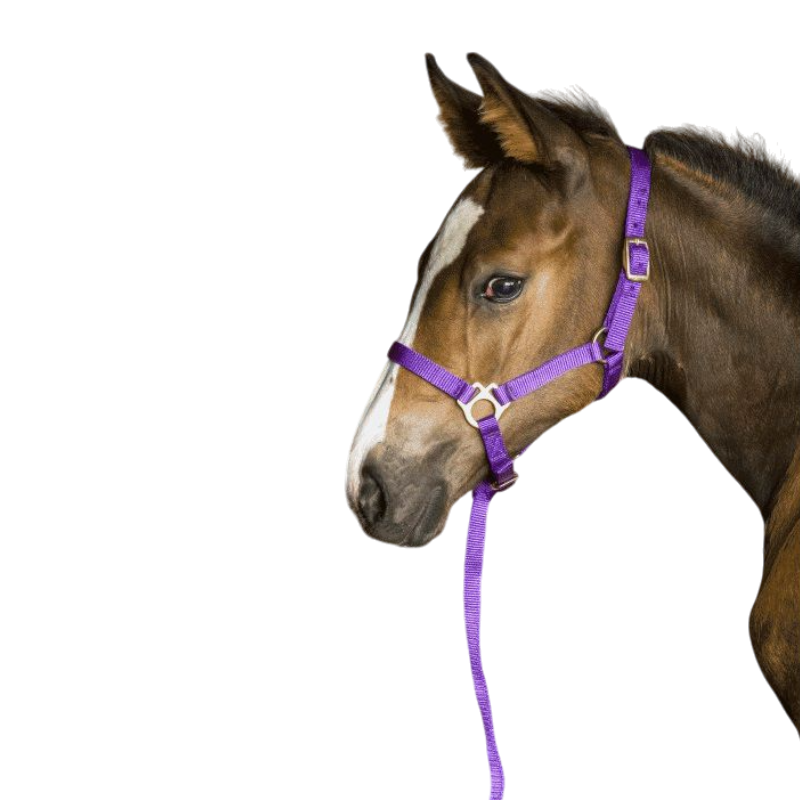 Norton - Foal halter + purple lead