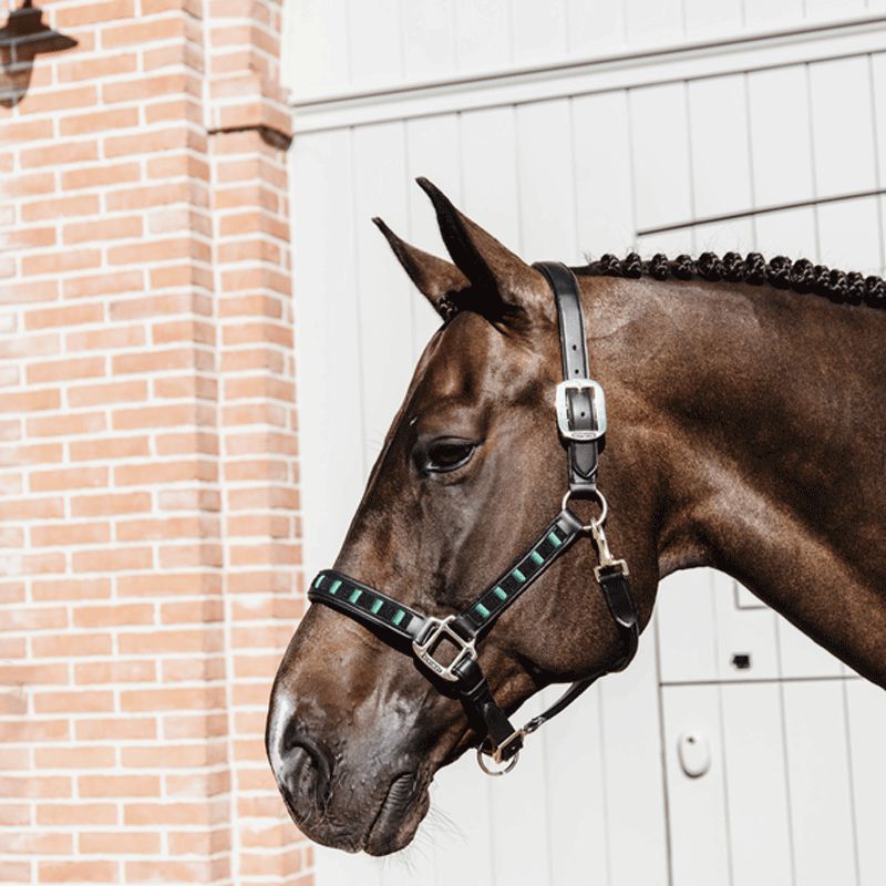 Kentucky Horsewear - Licol en cuir Pearls noir | - Ohlala