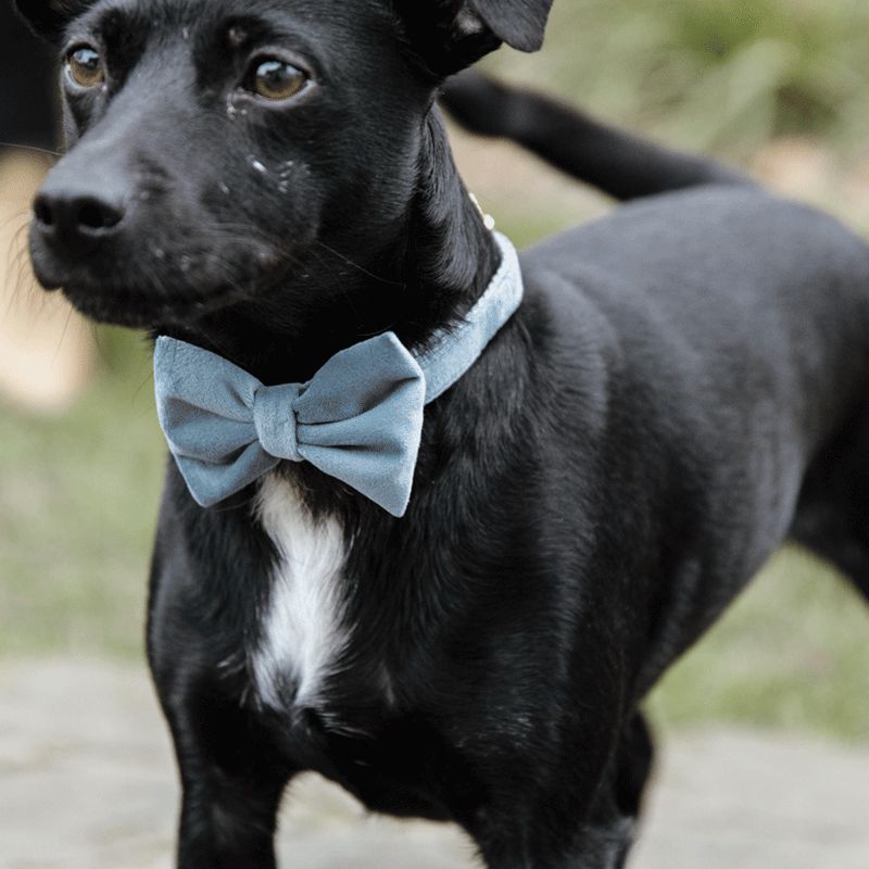 Kentucky Dogwear - Nœud papillon velvet bleu | - Ohlala