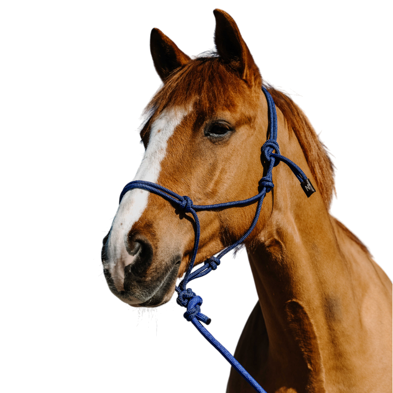Norton - Set van ethologische halster en longe Duo blauw/ zwart 