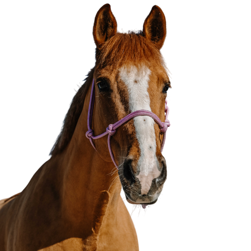 Norton - Ethische halster Glim roze/ zilver 