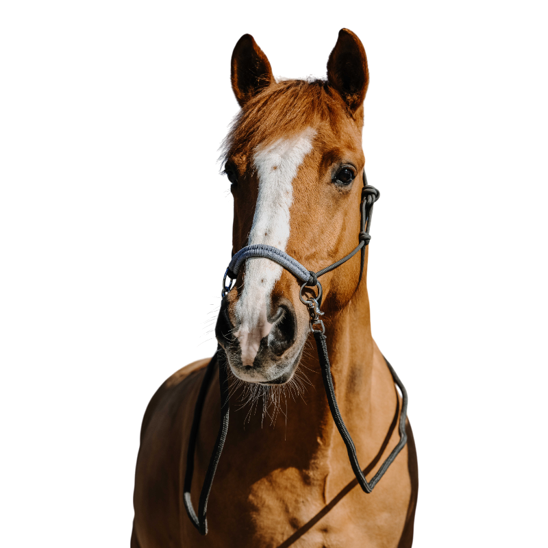 Norton - Ethologische halster en Fancy grijs 