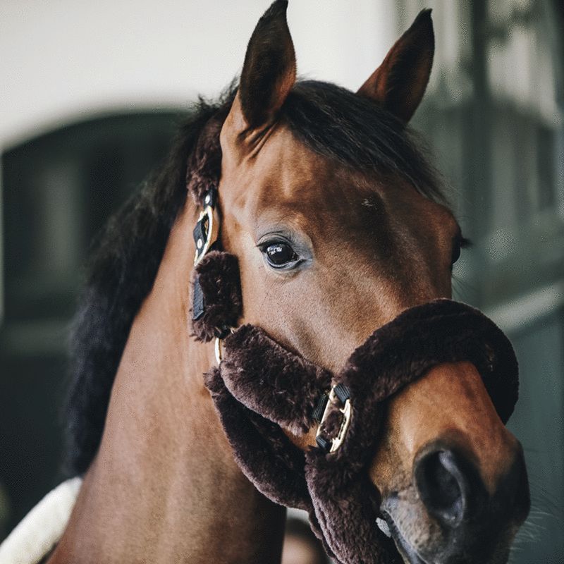 Kentucky Horsewear - Têtière pour Licol de transport mouton marron | - Ohlala