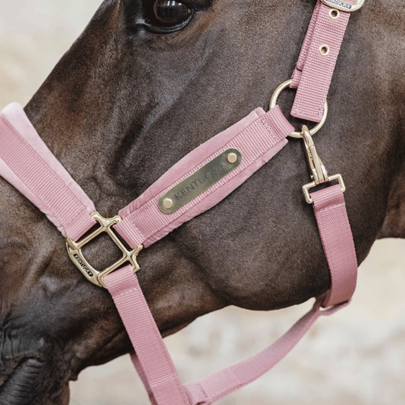 Kentucky Horsewear - Licol Velvet vieux rose | - Ohlala