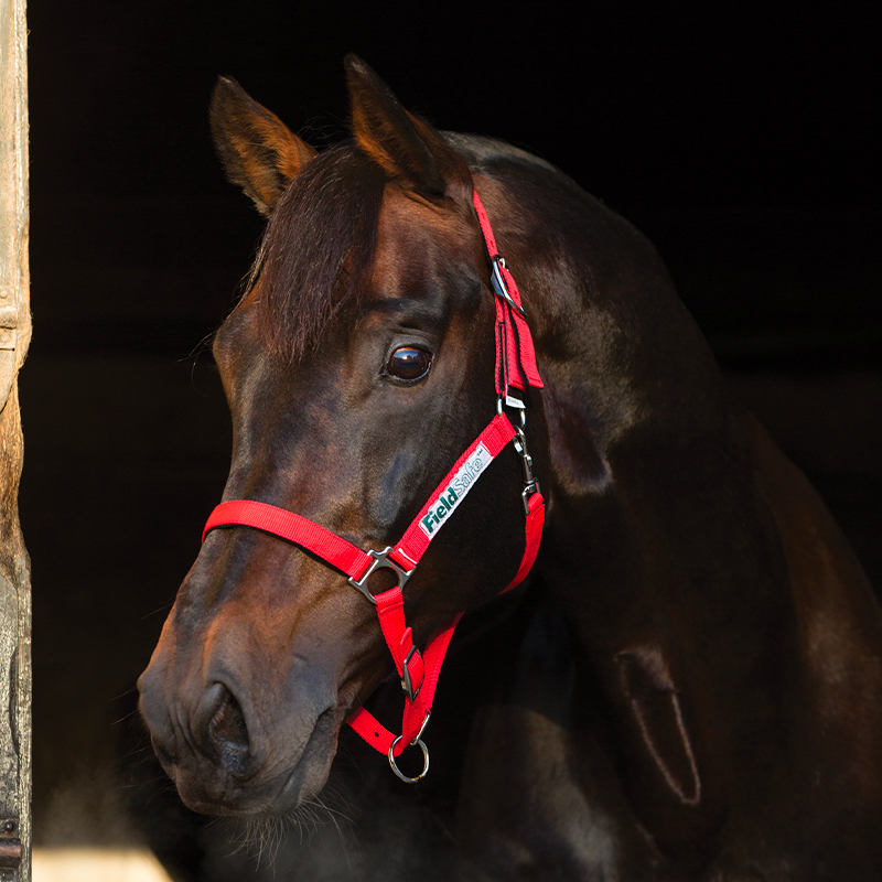 Horseware - Licol pour chevaux de sécurité Field Safe rouge | - Ohlala