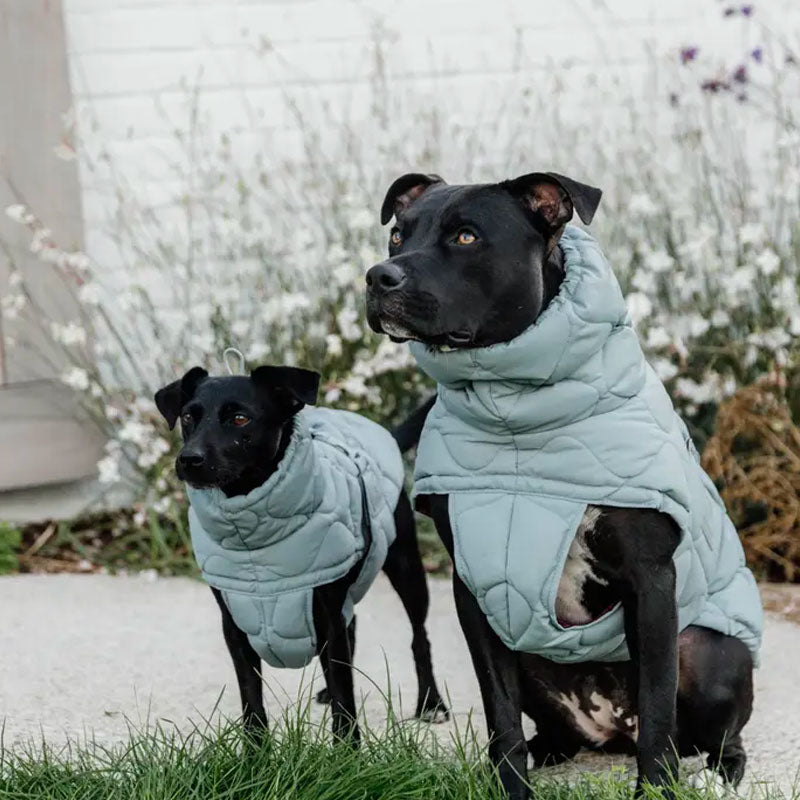 Kentucky Dogwear - Manteau pour chien Pina bleu ciel | - Ohlala