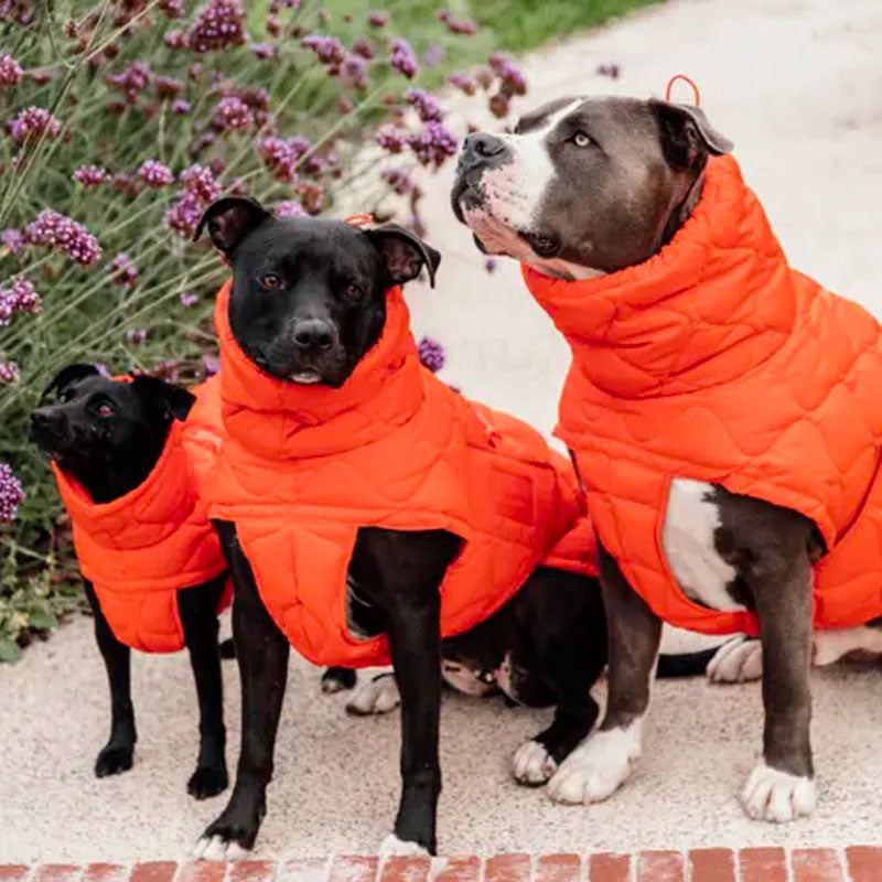 Kentucky Dogwear - Manteau pour chien Pina orange | - Ohlala