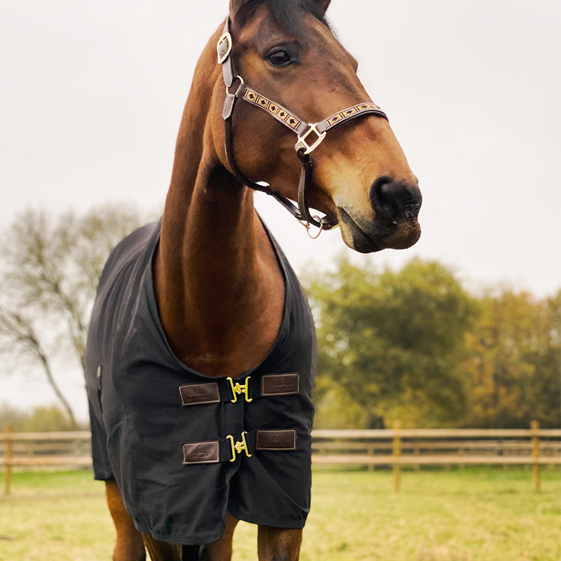 Kentucky Horsewear - Chemise coton noir | - Ohlala