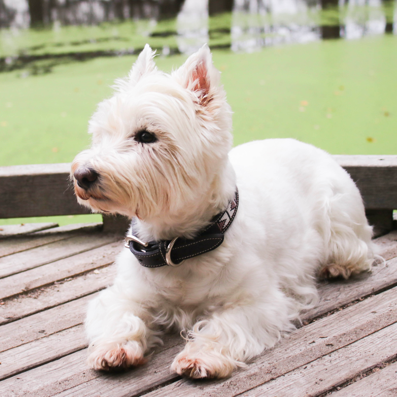 Pénélope Store - Collier pour chien Pearls Havane/ Rose | - Ohlala